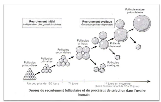 Figure 3 : durées du recrutement folliculaire et du processus de sélection dans l’ovaire humain (8) 