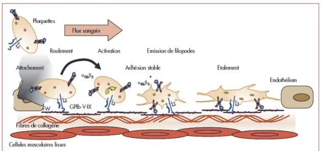Figure 6. Activation et adhésion plaquettaire au sous-endothélium lésé. 