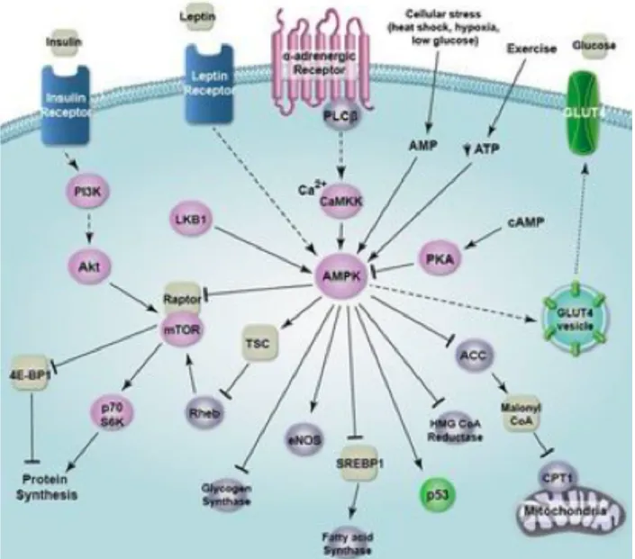 Figure 8 : Voies de signalisations de l’AMPK : 
