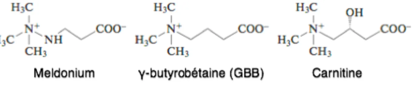 Figure 9 : Structures chimiques du Meldonium, de GBB et de la Carnitine : 