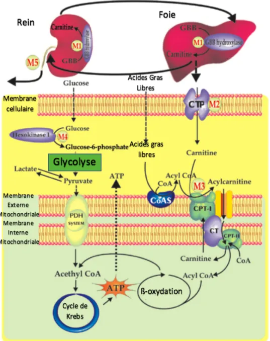 Figure 12 : Résumé de l’action du meldonium sur la diminution de L-carnitine : 