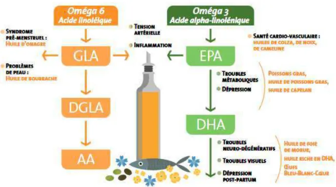 Figure 17 : Métabolisme et rôle des oméga-3 et oméga-6  20