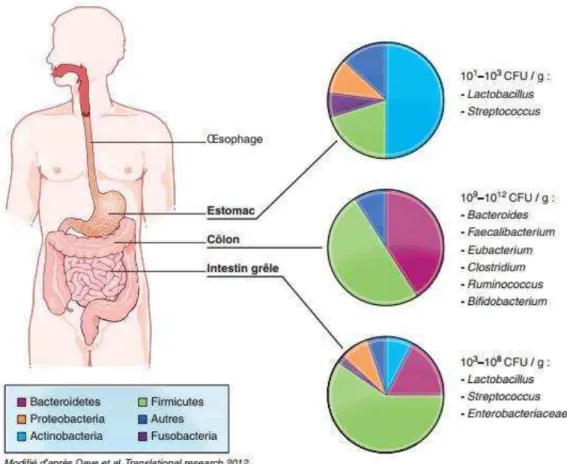 Figure 20 : Composition et densité du microbiote intestinal   25