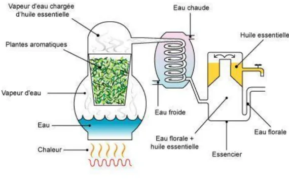 Figure 3 : Méthode de production de l’huile essentielle et de l’hydrolat de plante  