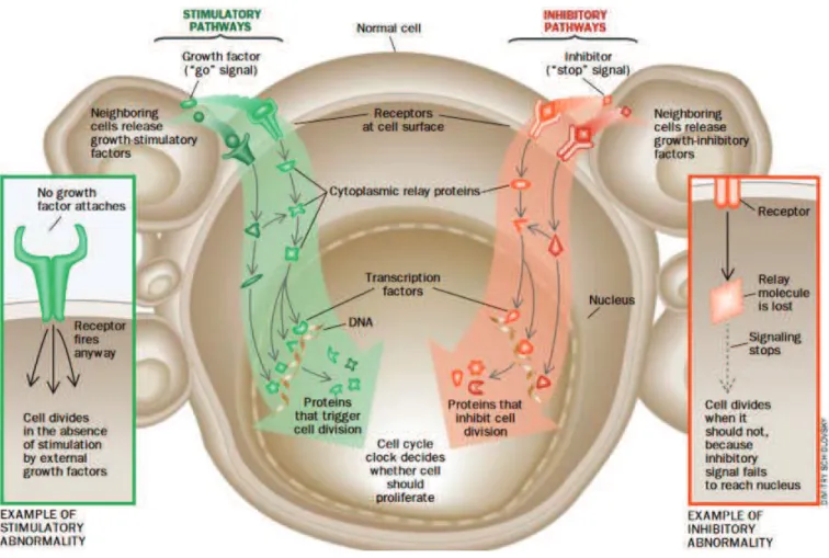 Figure 8 : Représentation schématique des voies de signalisation intracellulaires altérées lors  de la tumorigenèse (51)