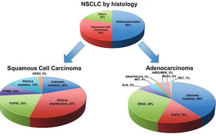 Figure  9 :  Principales  anomalies  génétiques  identifiées  dans  les  adénocarcinomes  et  des  carcinomes à cellules squameuses (54)