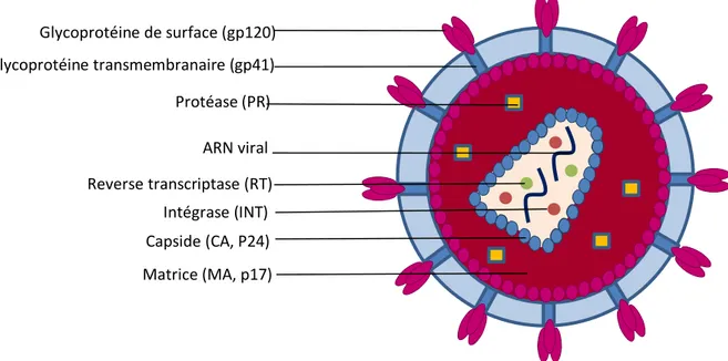 Figure 3 - Représentation schématique de la structure du VIH-1  Schéma personnel 