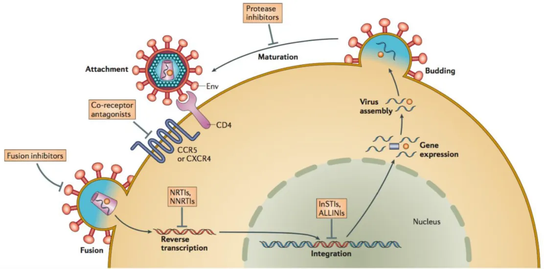 Figure 5 - Cycle de réplication du VIH-1  D’après Laskey et al. 2014 32