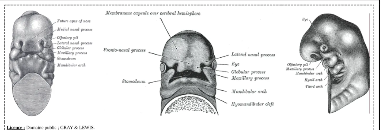 Fig. 3 Vues antérieures et latérale gauche d’un embryon de quatre semaines. [29]