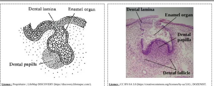 Fig. 5 Coupes sagittales de germes dentaires au stade de la coiffe. [60, 86]