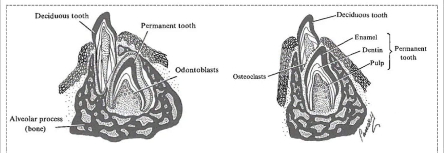 Fig. 10 Coupes sagittales de dents permanentes en éruption. [60]