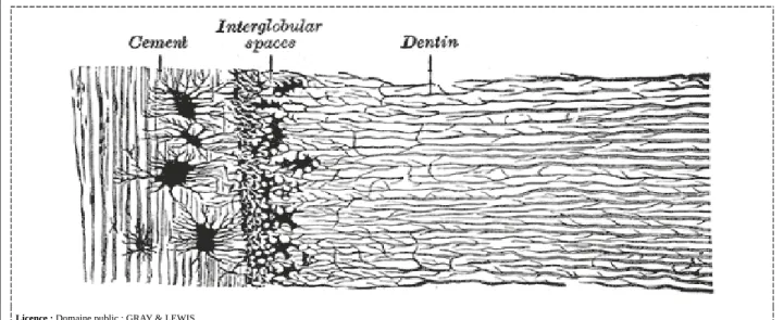 Fig. 16 Coupe transversale de la racine d’une dent. [29]