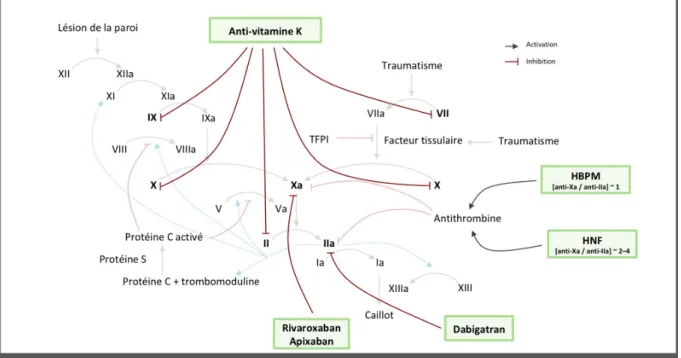 Figure 4 (17): schéma récapitulatif des mécanismes d'action des 3 classes d'anticoagulants     : héparine, AOD et AVK     :