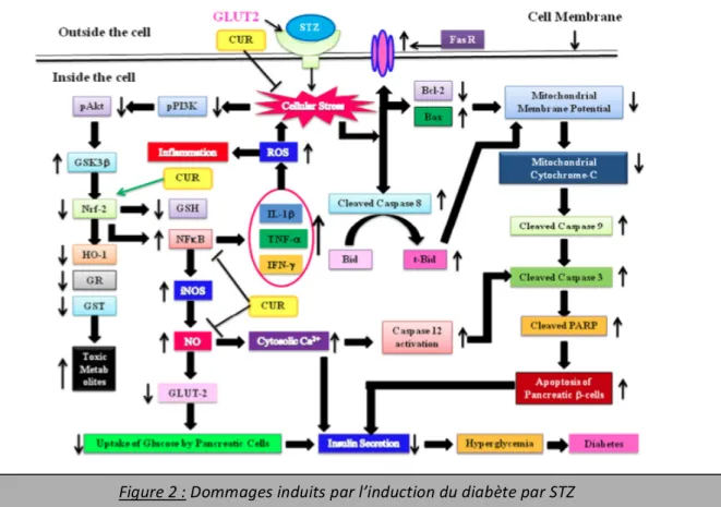 Figure   1   :   Évolution   de   la   concentration   plasmatique   d’insuline   chez   des   rats   sains   avec   ou   sans    traitement   et   diabétiques   avec   ou   sans   traitement   (D’après   Yang   et   al,   2014)