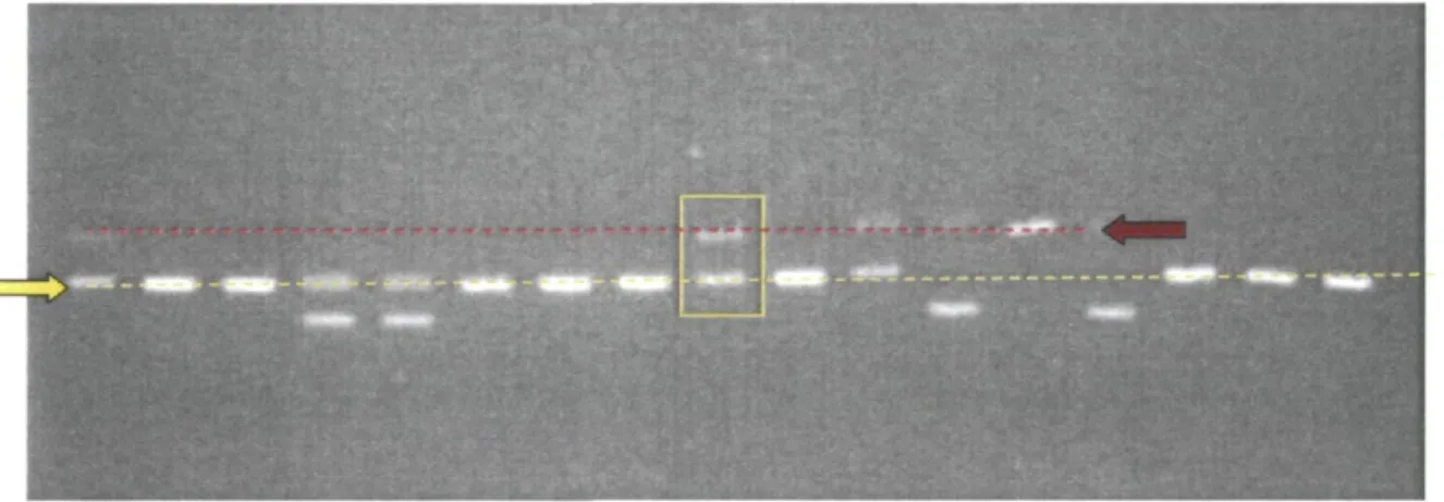 Figure 2- Photo d'un gel après l'électrophorèse où l'encadré en jaune indique le marqueur avec les  alleles 4R (flèche et ligne pointillée jaune) et 7R (flèche et ligne pointillée rouge)