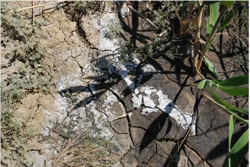 Fig. 3. Cristallisations naturelles de sel au milieu d’un sol salé (Sărata Nouă, Făleşti)