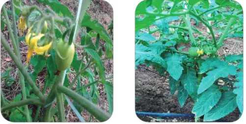 Figura 8. Proceso de floración e inicio del cuaje de la fruta del tomate.