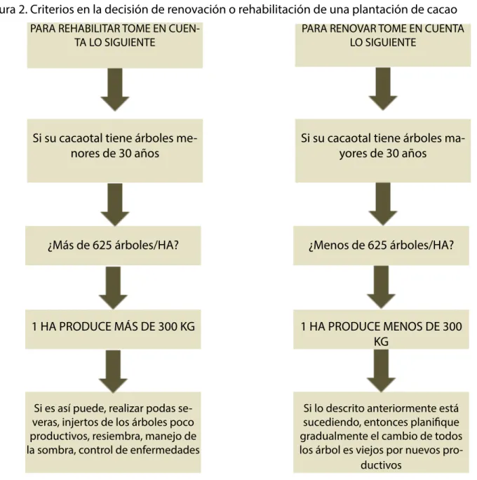 Figura 2. Criterios en la decisión de renovación o rehabilitación de una plantación de cacao
