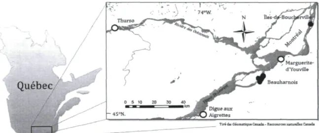 Figure 2.1. Localisation des huit marais d'eau douce échantillonnés en 2009 et 2010 dans  le sud du  Québec (Canada) pour déterminer l'impact du Roseau commun (Phragmites australis) envahisseur sur  l'avifaune