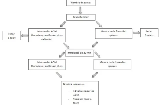 Figure 8: Récapitulation du protocole et des résultats 