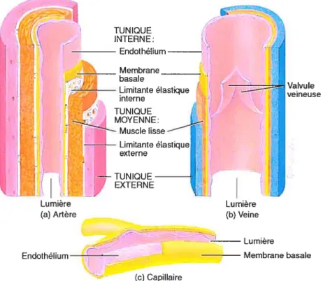 figure 2: Structure comparée des vaisseaux sanguins. (tiré de Tortora) [33]