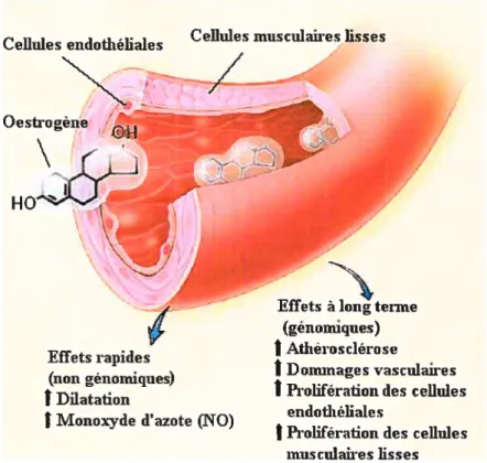 Figure 5 : Les effets directs (génomiques et non vaisseaux sanguins. (Adapté de Mendelsohn et eolÏ.)[64]