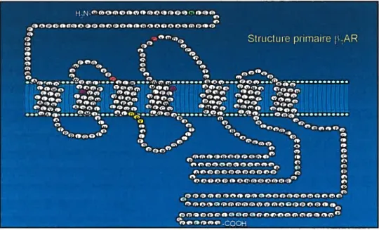 Figure 5: Structure primaire des récepteurs f3i- et 32-adrénergiques. Les résidus en jaune forment le motif DRY