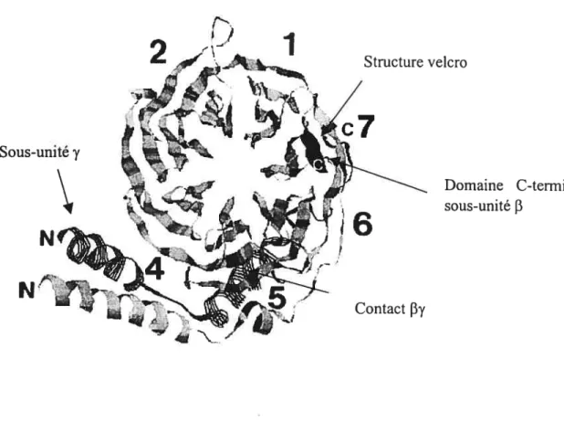 Figure 8: Structure des sous-unités f3!)’ des protéines G vue de la surface de la sous-unité QL.
