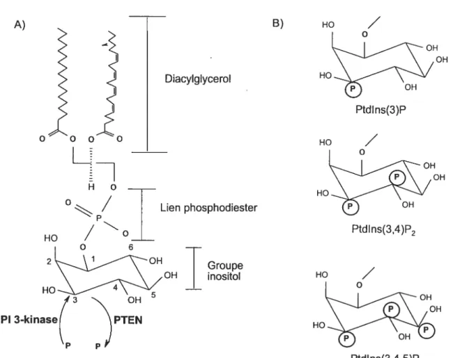 Figure 10: Structure du phosphosinositol . La structure du phosphoinositol est représentée en A)