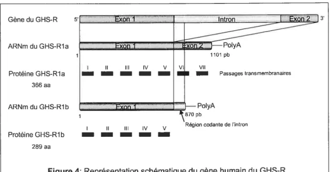 Figure 4: Représentation schématique du gène humain du GHS-R Figure inspirée de Korbonits et collaborateurs (2004) (62) etJeffery et collaborateurs (2003) (201)