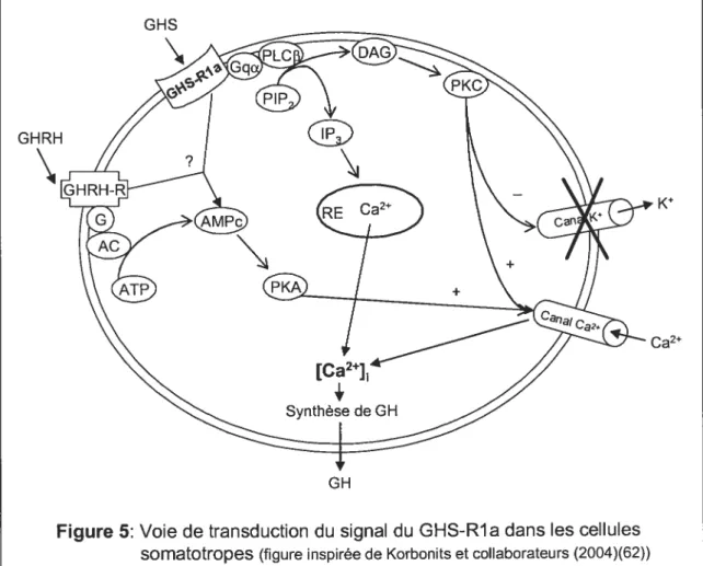 Figure 5: Voie de transduction du signal du GHS-Rla dans les cellules
