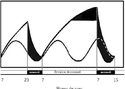 Figure  1.2  Régulation  du  cycle  éveil  sommeil  selon  les  processus  circadien  et  homéostatique en condition de privation de sommeil