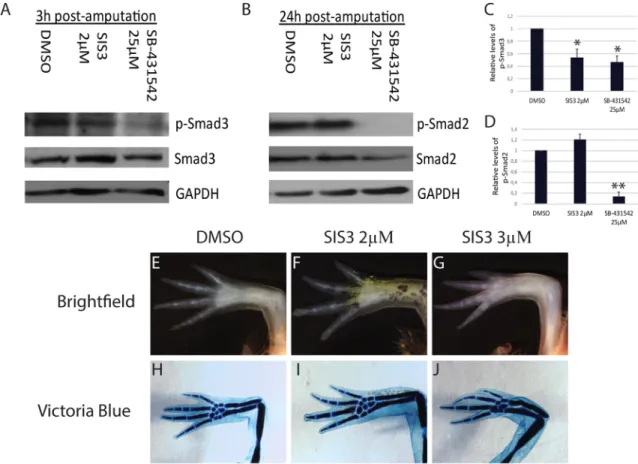 Fig. 3. Inhibition of Smad3 phosphorylation has minimal effect on limb regeneration. (A,B) Western blot