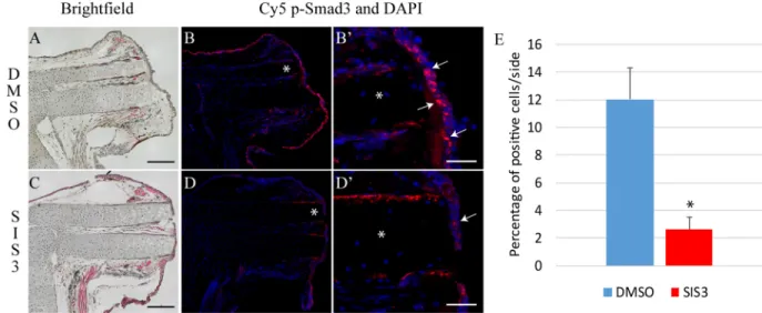 Fig. 5. SIS3 treatment reduces p-Smad3 in regenerating limbs. (A-B ′ ) Control animal treated for 6 h post-amputation with DMSO