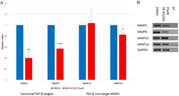 Fig. 6. SB-431542 treatment reduces expression of canonical TGF- β target MMPs. Animals were treated for 5 days post-amputation