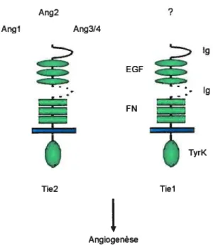 Figure 4: Les récepteurs endothéliaux Tïel et Tie2: La région extracellulaire comprend deux boucles immunoglobulines entrecoupées de trois domaines EGF et trois séquences fibronectines de type III