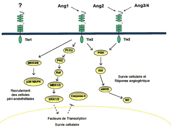 Figure 7: Représentation schématique des voies de signalisation connues des angiopoïétines: Une stimulation du récepteur Tie2 par chacune des angiopoïétines induit l’activation de la voie P13 kinase/Akt qui favorise la survie cellulaire et la réponse angio