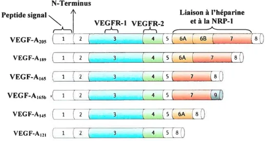 Figure 1: Représentation schématisée des isoformes du VEGF-A humain. Les différents exons composant les isoformes du VEGf-A humain ont été indiqués par un numéro