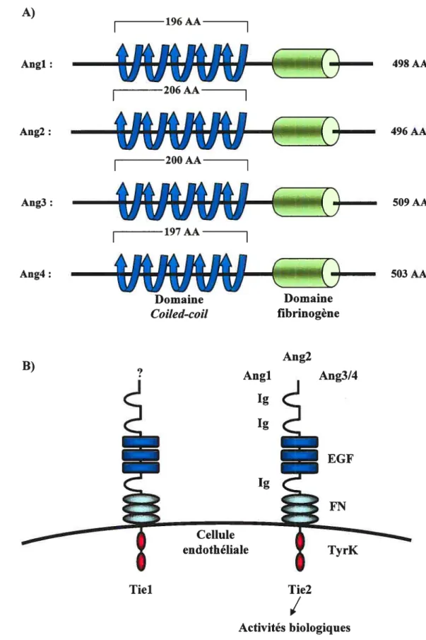 Figure 4: La famille des angiopoïétines (A) et ses récepteurs lie (B). Du point de vue structural, les angiopoïétines sont similaires avec un domaine de type coiÏed-coil et fibrinogène (FN)
