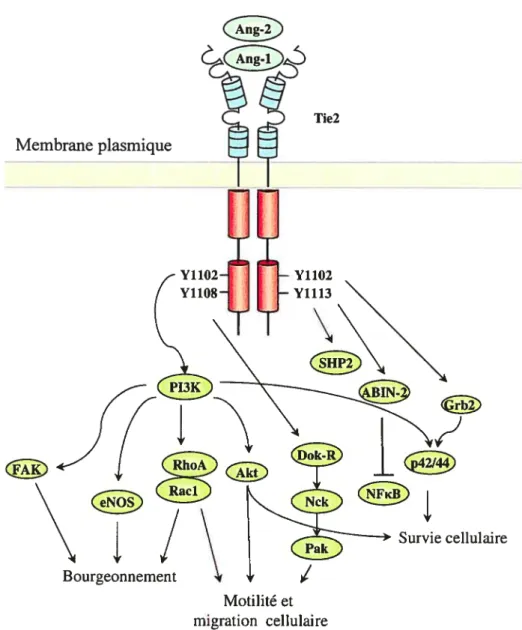 Figure 5: Représentation schématisée des voies de signalisation induites par l’activation de Tie2