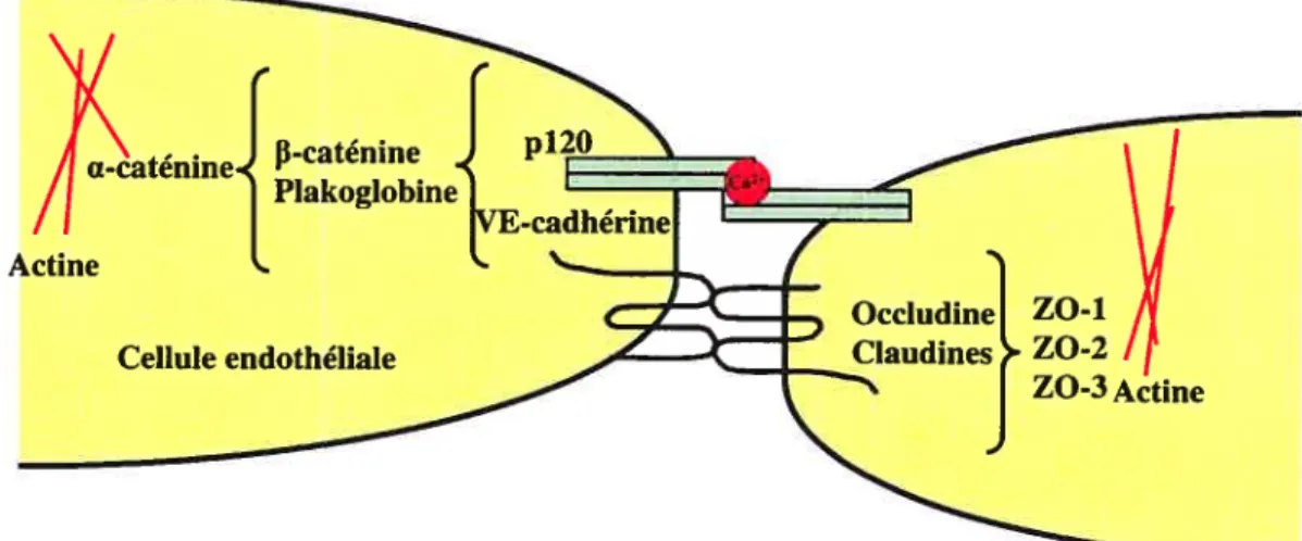 Figure 6 : Organisation structurale des jonctions adhérentes ainsi que des autres protéines de la jonction interendothéliale