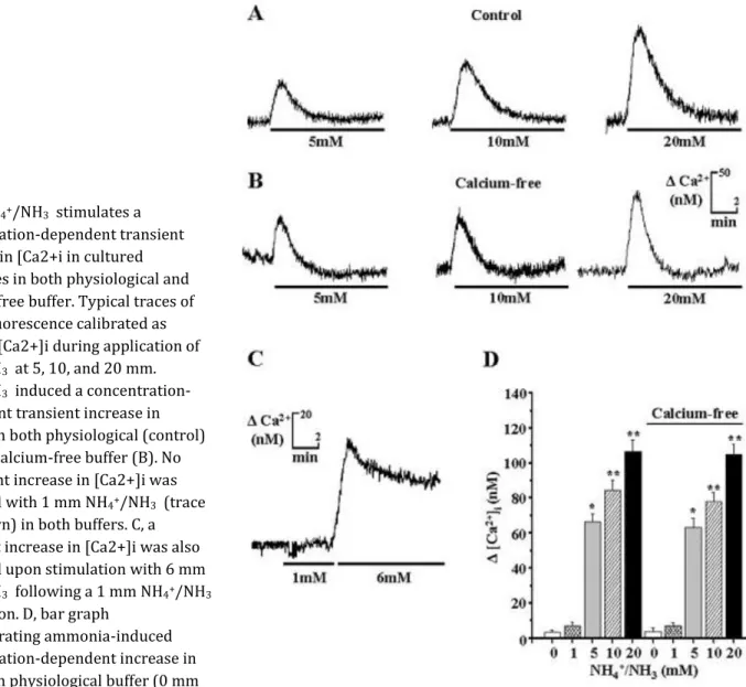 Fig. 2.NH 4+ /NH 3   stimulates a  concentration-dependent transient  increase in [Ca2+i in cultured  astrocytes in both physiological and  calcium-free buffer