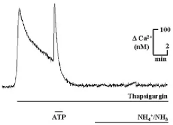 Fig. 3. NH 4+ /NH 3   triggers calcium release from  thapsigargin-sensitive intracellular calcium stores