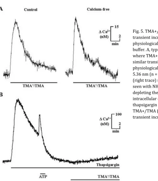 Fig. 5. TMA+/TMA (5 mm) stimulates a  transient increase in [Ca2+]i in both  physiological (control) and calcium-free  buffer