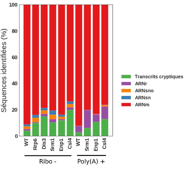 Figure 4. –   RATIO DES DIFFÉRENTS TYPES D’ARNS SÉQUENCÉS. Les séquences associées au  transcriptome sans ARNr sont identifiées par le terme Ribo - alors que les séquences 