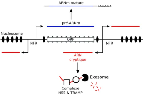 Figure 9. –   CYCLE DE VIE DES TRANSCRITS CRYPTIQUES. La bidirectionnalité des régions promotrices  sans nucléosome (NFR) qui flanquent les gènes donne lieu à la transcription d’ARN  aberrants