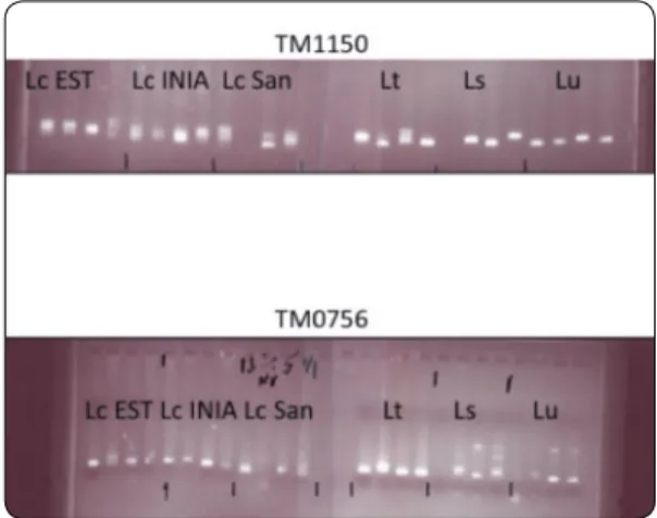 Figure 3. L. japonicus microsatellite markers (TM1150 and TM0756) tested in  individual plants of L