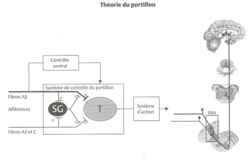 Figure 5 :  La théorie du portillon propose que la stimulation des fibres de gros  calibre (Aβ) produit une analgésie localisée au segment de la stimulation par le  recrutement d’interneurones inhibiteurs des cornes postérieures de la moelle,  réduisant l’