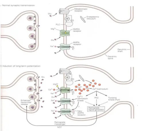 Figure 6 : Un modèle pour l’induction de la phase précoce de la potentialisation à  long terme