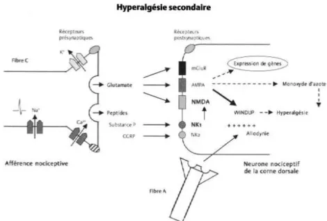 Figure 8 :  L’hyperalgésie secondaire s’explique par une sensibilisation des  neurones nociceptifs des cornes dorsales de la moelle